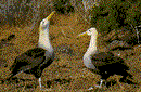 Albatrosse