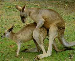 Kangorus