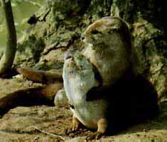 Otter